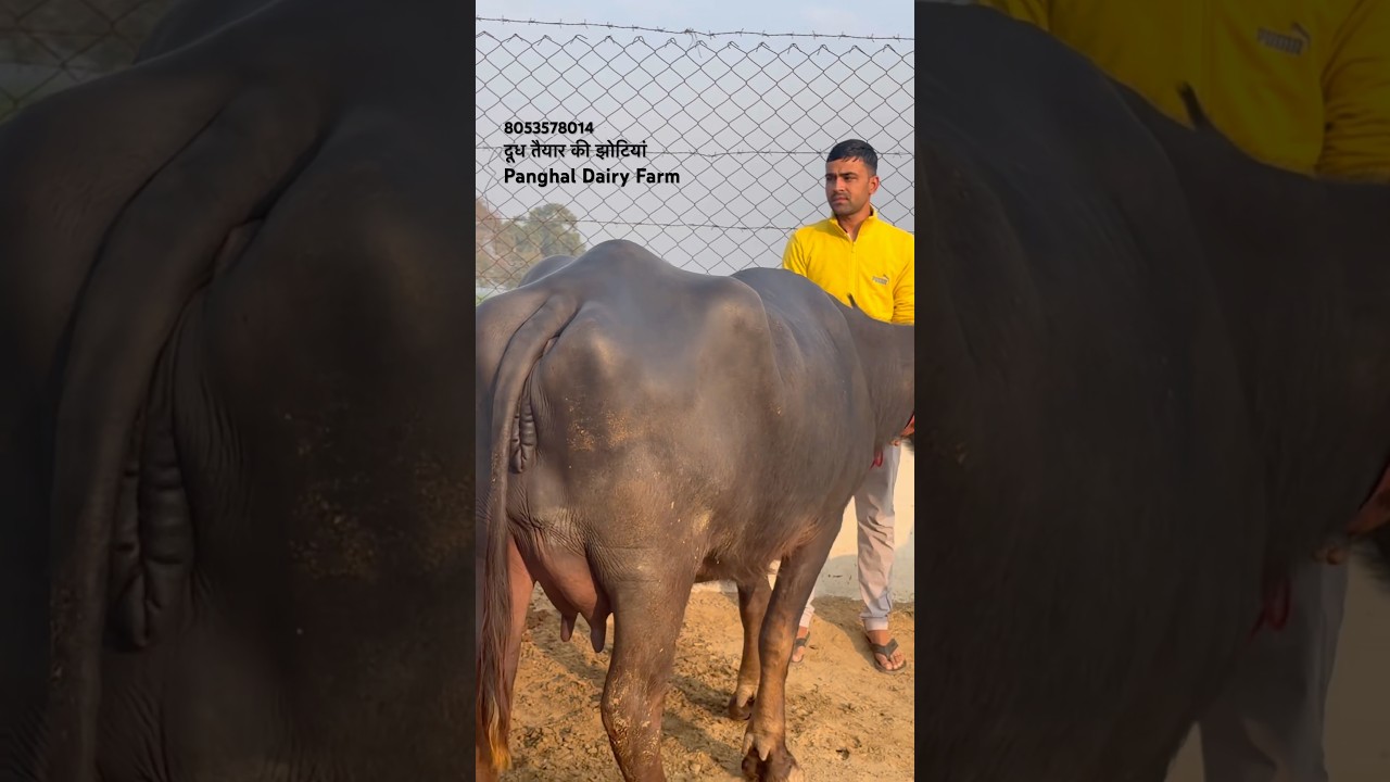 दूध तैयार की जायज भाव की झोटियां☎️8053578014.