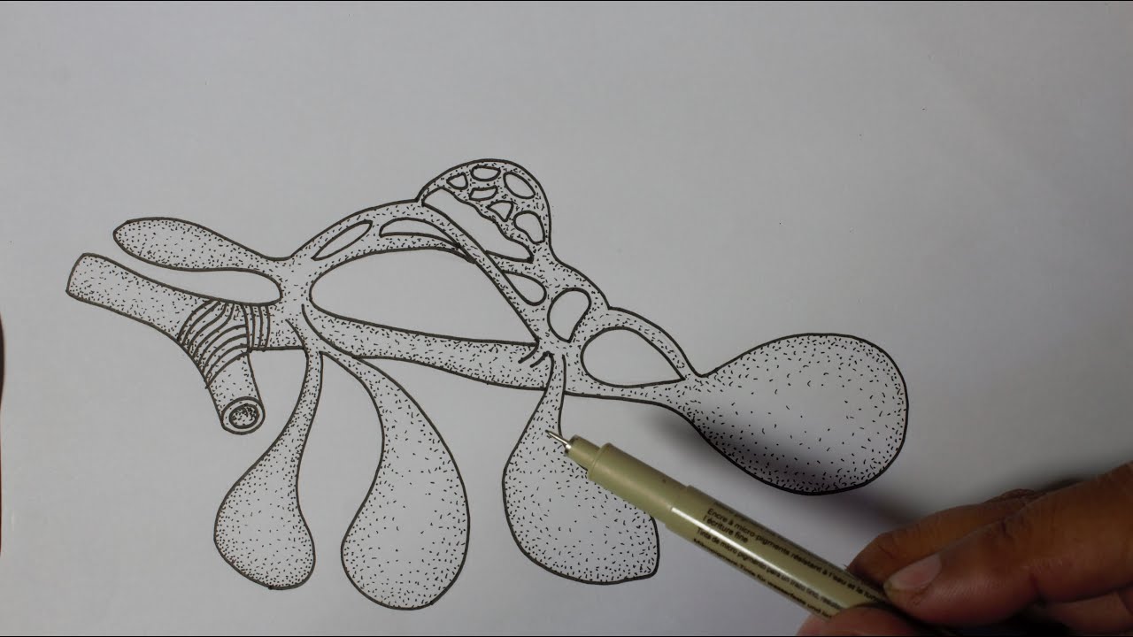 Lungs and air sacs of bird.(Biology drawing)