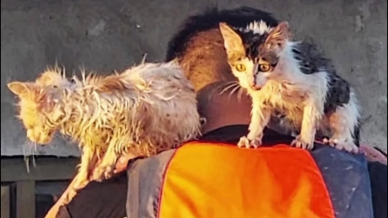 Dogs and Cats Saved by NDLB in the Floods!