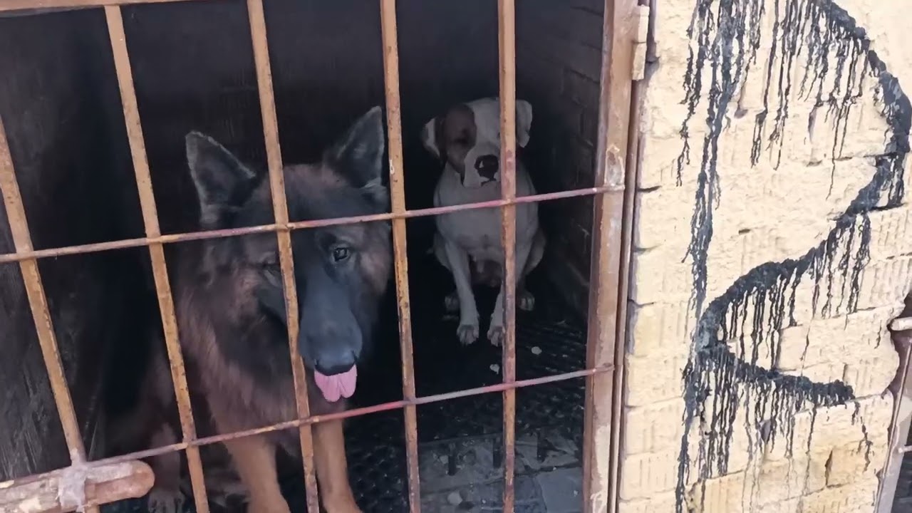 كلاب مجنونه بيتبول وروت مستويات عالية وجيرمن شو لاين سوق متكامل