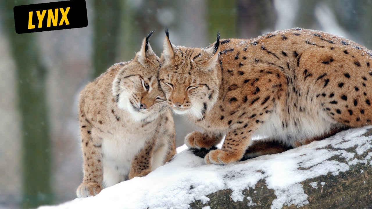 Lynx (background music) - white noise-LYNX - Background Music- eurasian lynx-  eurasian lynx cat