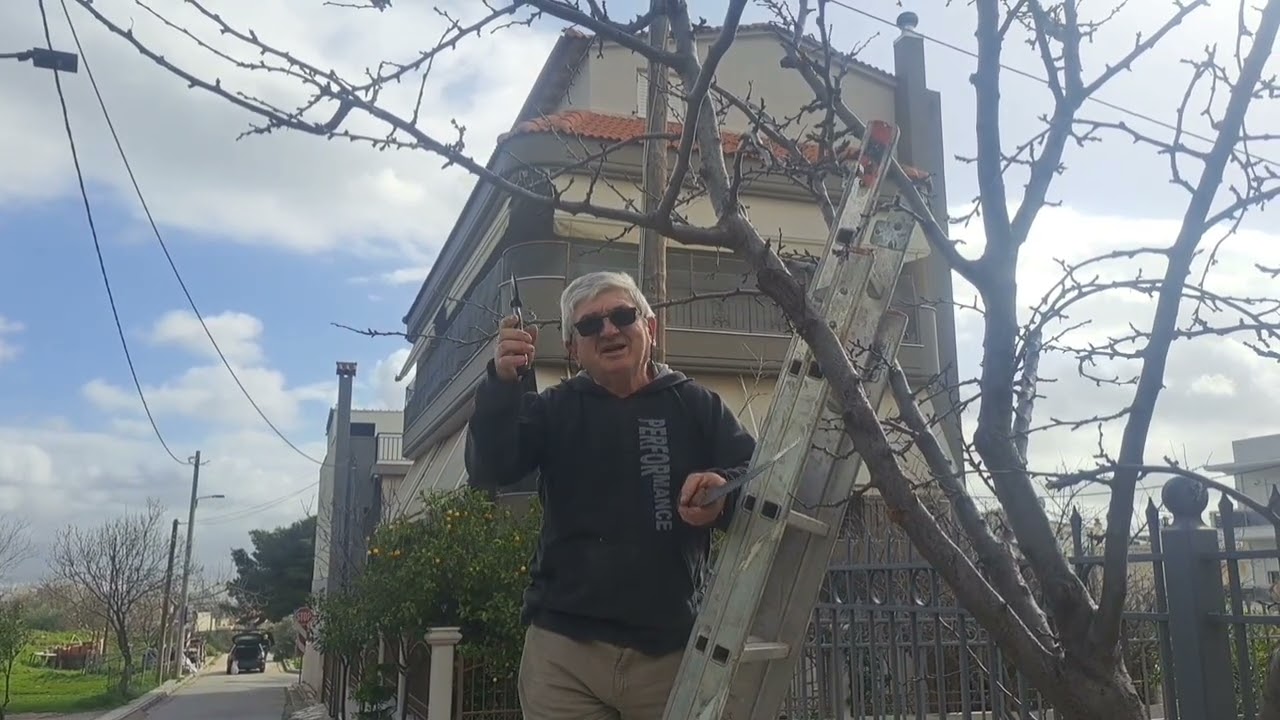 Κλαδεύω, μάθημα για αρχάριους, Κλαδεύω τη δαμάσκηνια στο πεζοδρόμιο. 