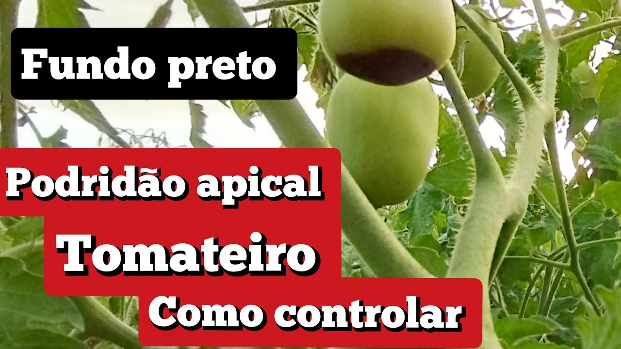 tomate rasteiro prevenção contra fundo preto