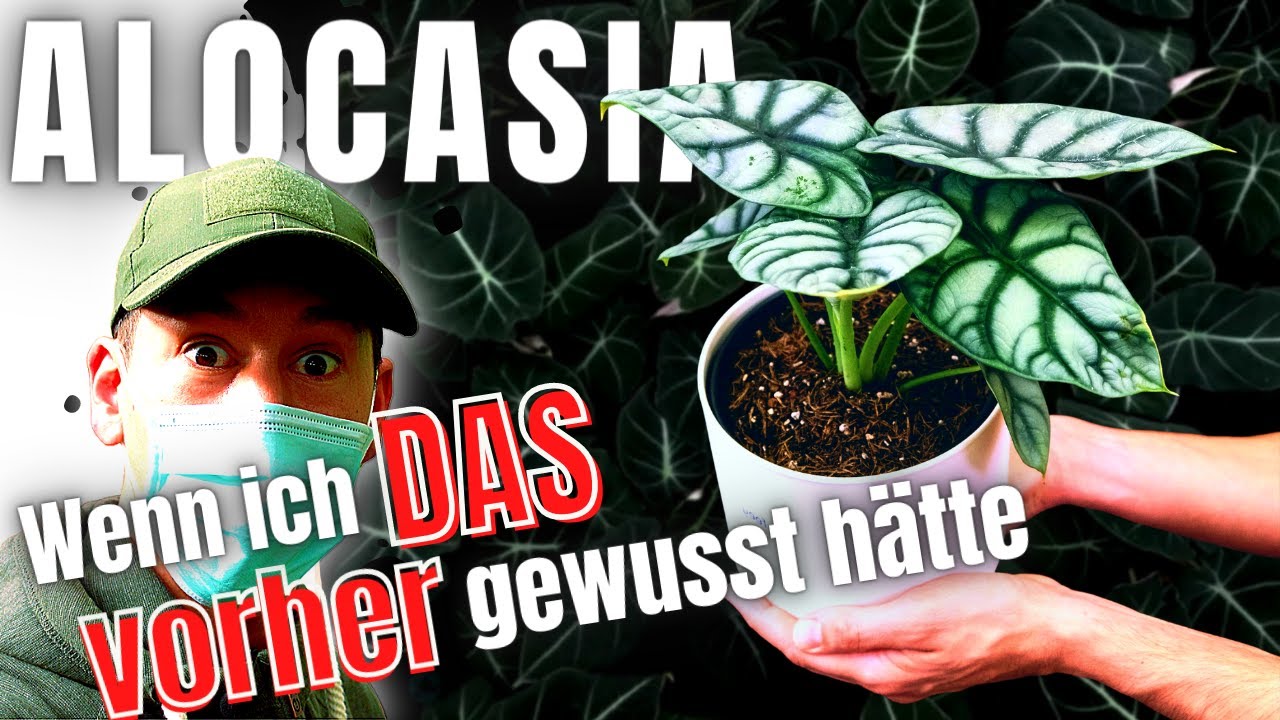 Von Anfang bis Ende getestet! Alocasia über Knollen bzw. Rhizome vermehren -  Pflege Tipps inklusive