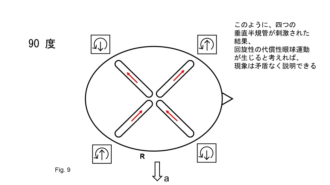 眼球反対回旋は半規管動眼反射である　その２