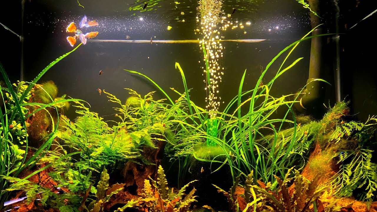 Why I Still Keep Livebearers (And Maybe You Should Too)​ [Live Stream]​​