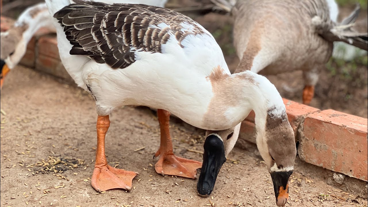 Living with Chickens & Ducks