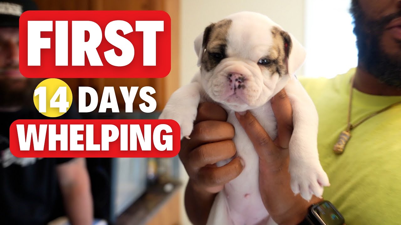 Whelping 101: The First 14 Days (Puppy Care)