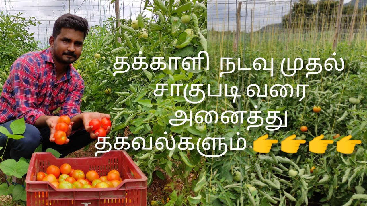 Tomato Cultivation Tamil/தக்காளி சாகுபடி/Life Circle 360