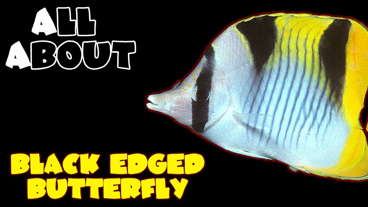 All About The Black Wedged Butterflyfish or Sickle Butterfly or Falcula Butterflyfish