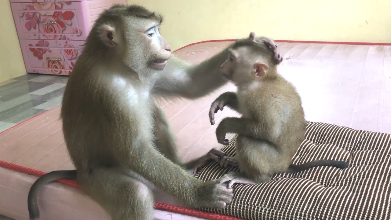 Monkey Jason Gently Touches The Head Jessa Look Lovely Like Human!