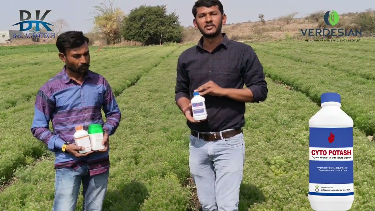 જીરાના પાકમાં Atoll & Meraki નો શાનદાર પરિણામ..🌱✨ #verdesian #atoll #meraki #cytopotash #bkagrotech 