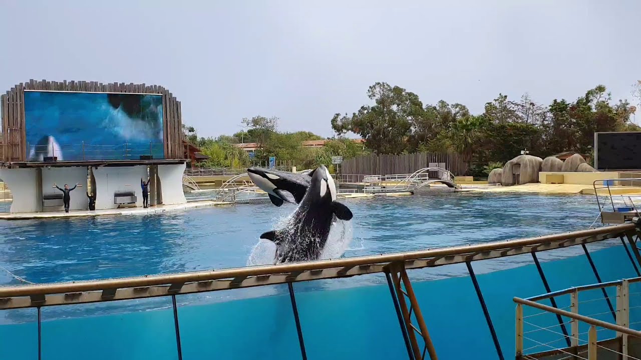 Marineland - Plus près des orques  20.09.20