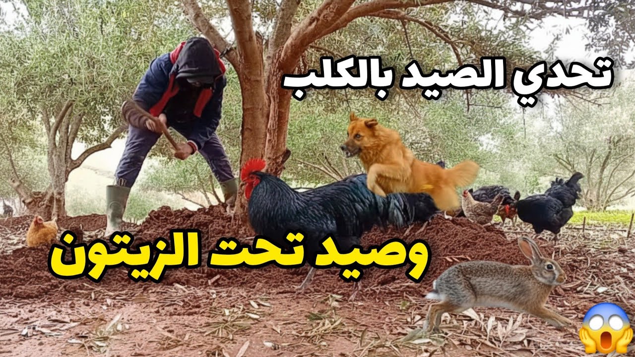 رحلة البحث عن الأرانب مع كلبي الصياد ونهاية غير متوقعة مع الدجاج