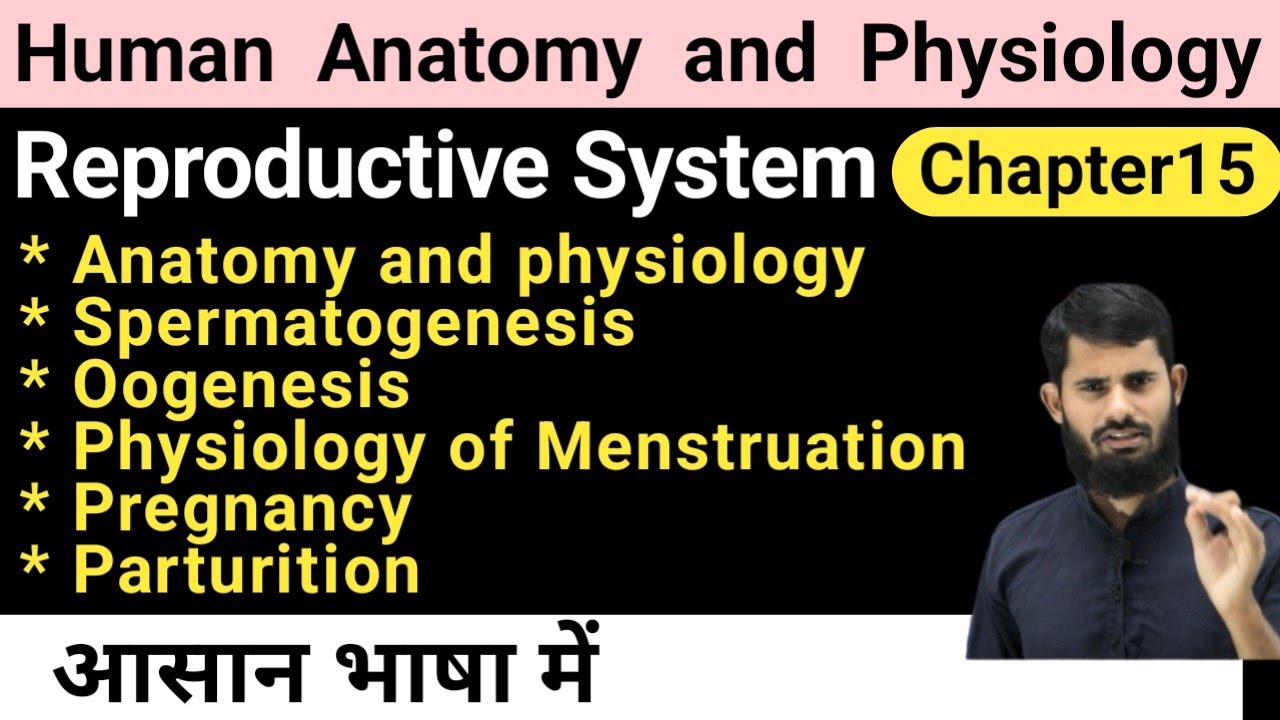 Reproductive System || HAP Chapter 15