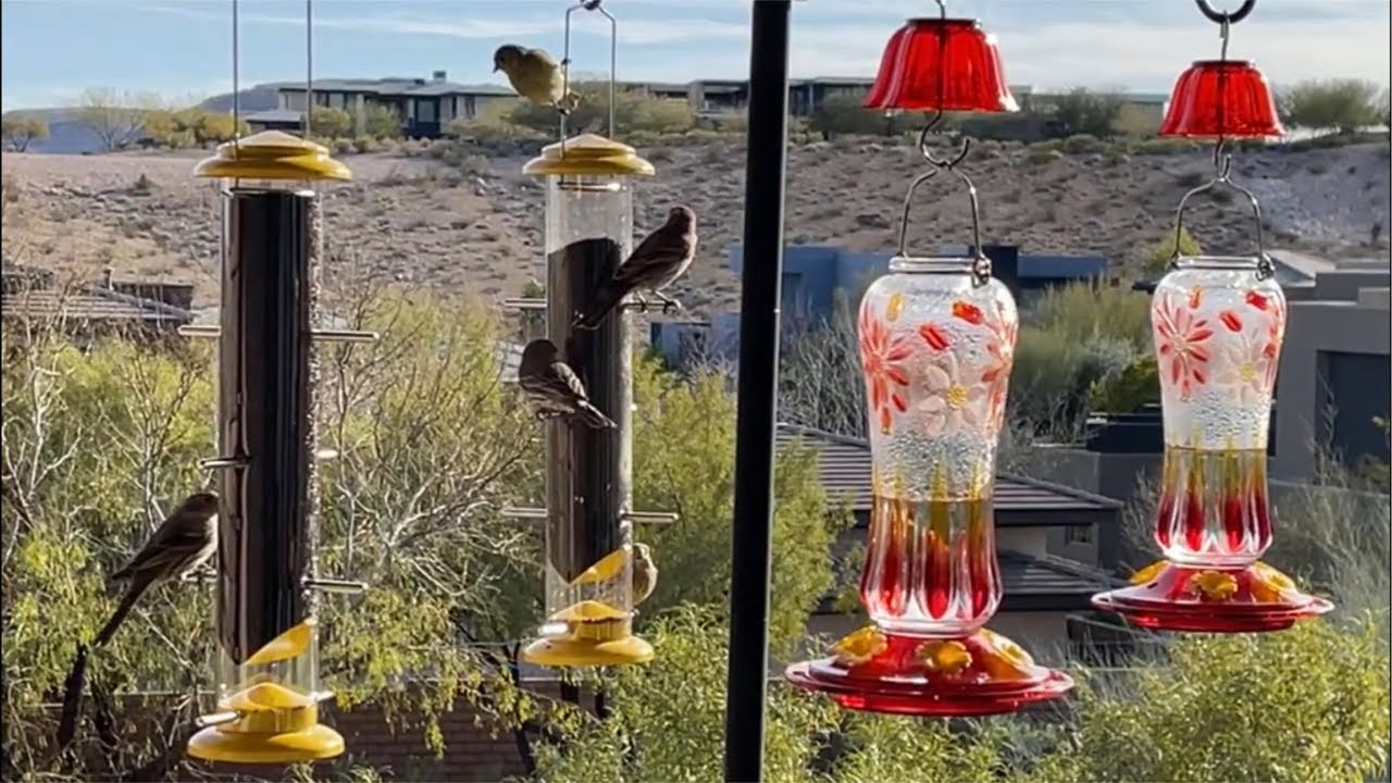 Las Vegas Birds Cam, finches, doves, hummingbirds, hawks, sleep, cat tv.