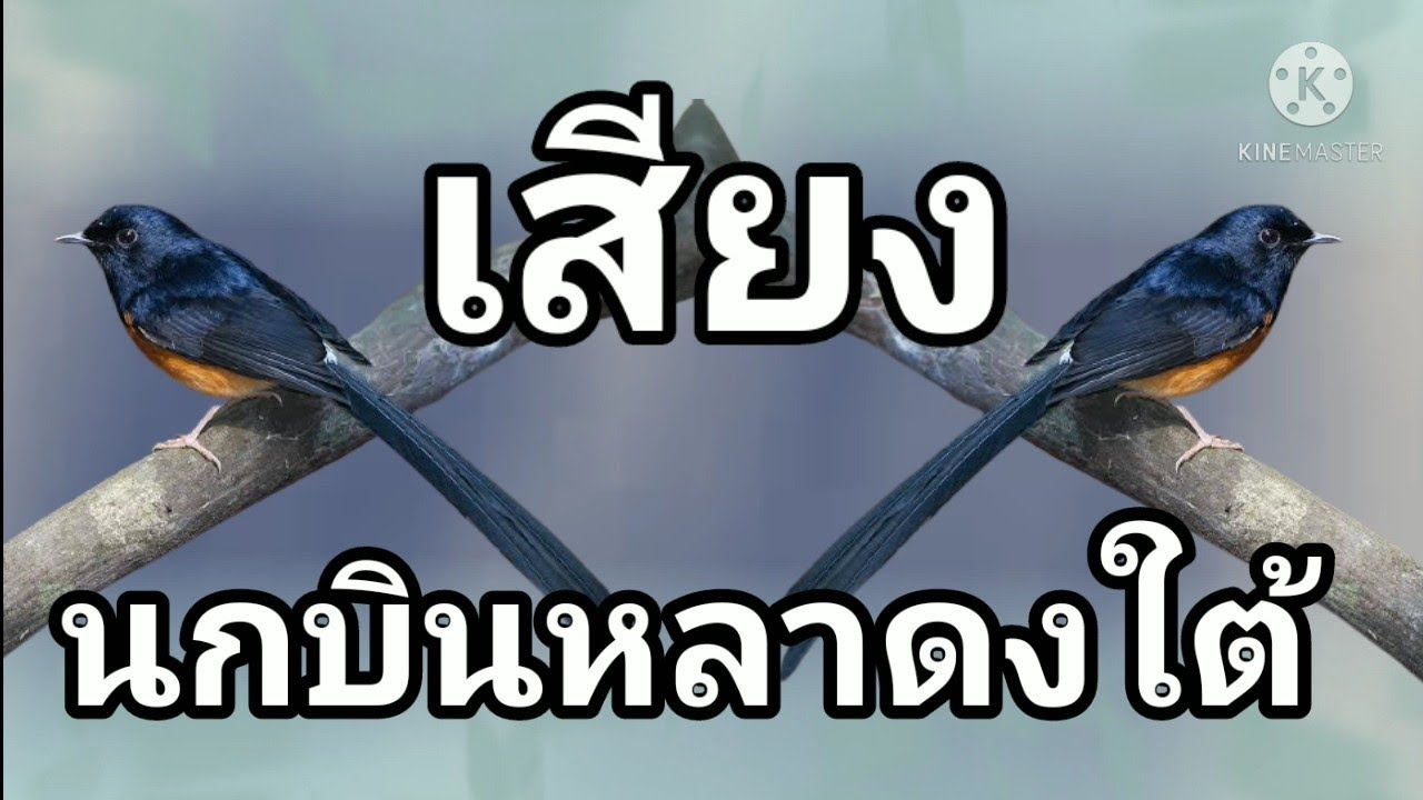 เสียงนกบินหลาดงใต้