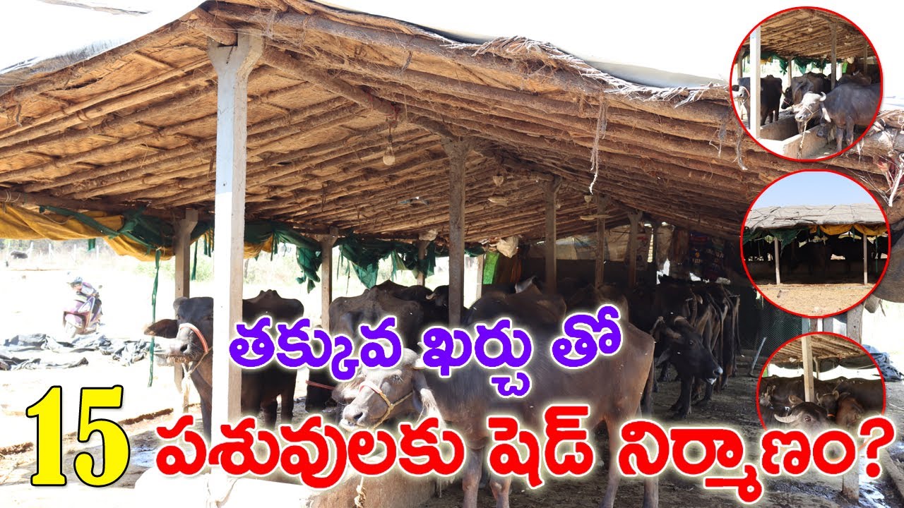 తక్కువ ఖర్చు తో డైరీ షెడ్ నిర్మాణం! Construction of Dairy Shed with Low Cost? Dairy farm | CBNews