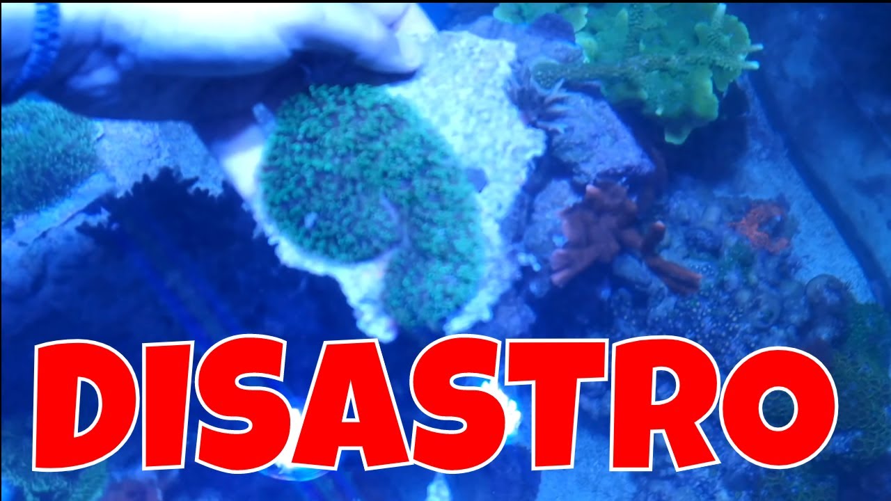 ALGA Corallina ELIMINATA -  Acquario marino