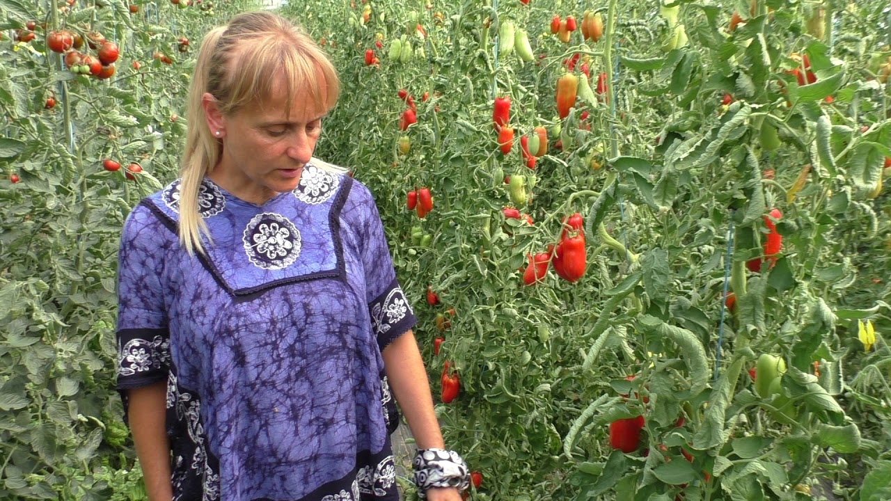 Honnan származnak a Biokiskert.hu ReinSaat vetőmagjai?