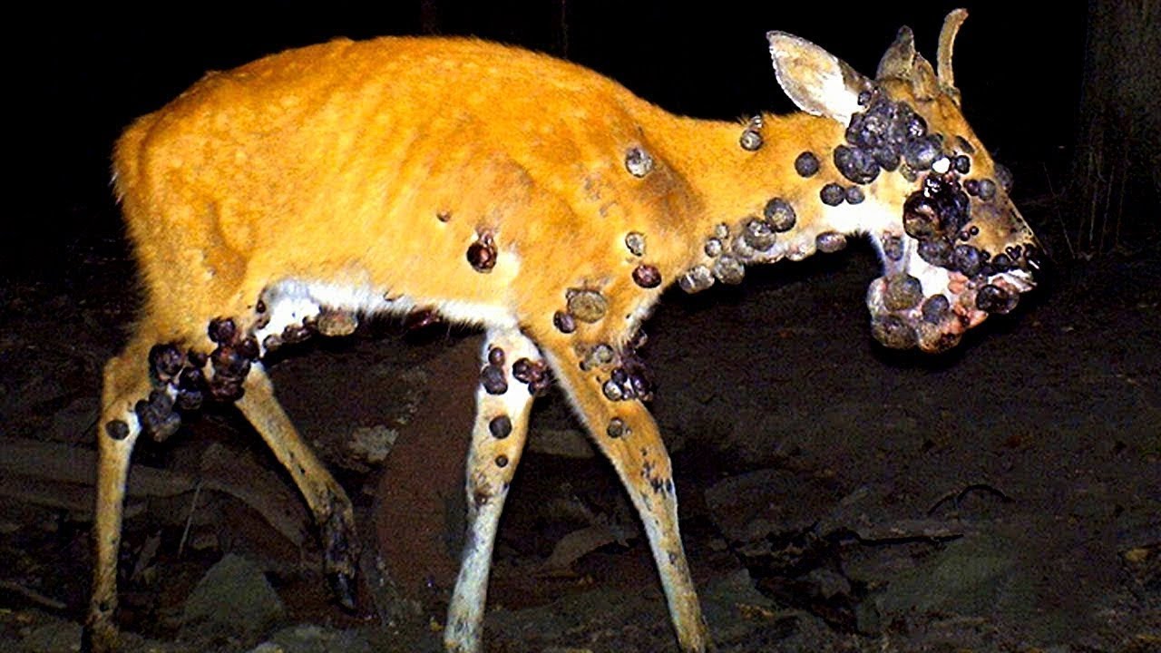 Tiere, die Menschen um Hilfe baten