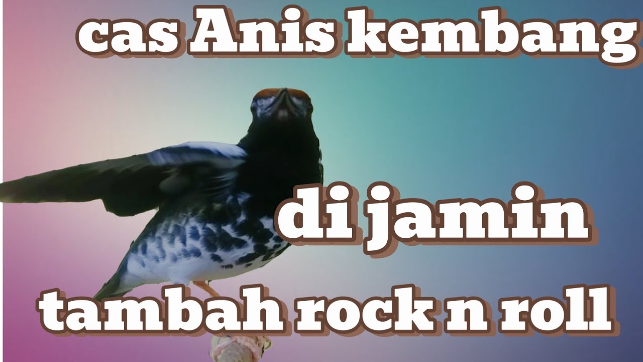 Anis kembang betina memanggil jantan || cas Anis kembang agar cepat gacor