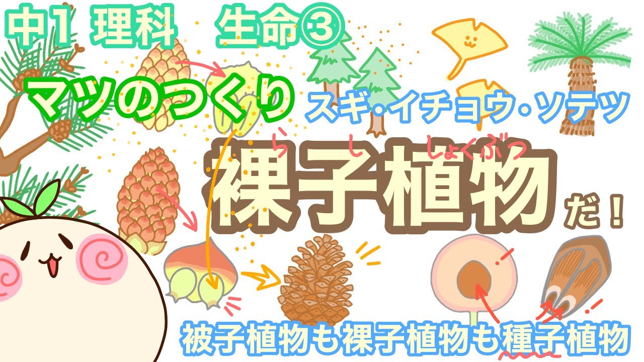 【中1理科b3】マツのつくり。裸子植物に注目！【マツの雌花と雄花】【種子植物】