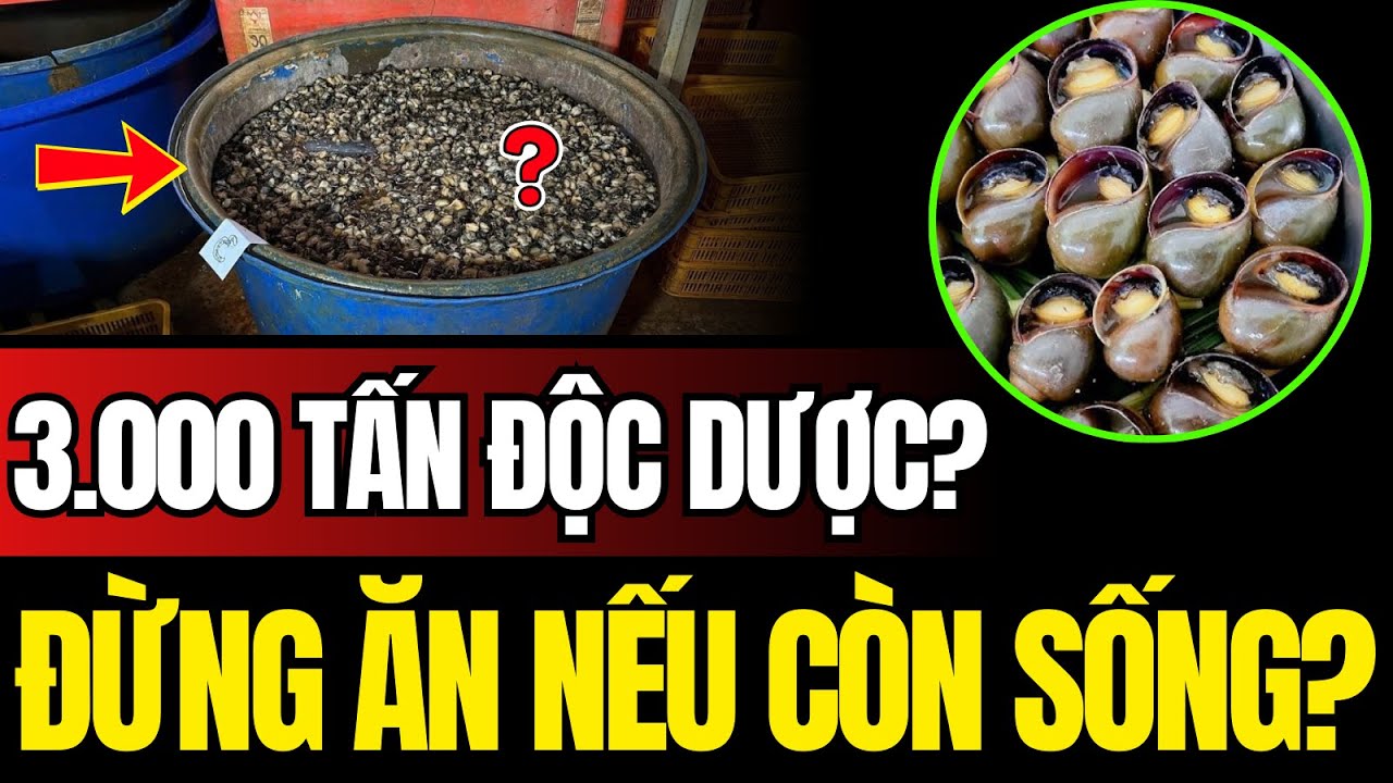 Vụ Triệt Phá Lò Ngâm 3.000 Tấn Ốc Bằng Hóa Chất Độc Hại Ở TP.HCM | Tiêu Điểm Hôm Nay
