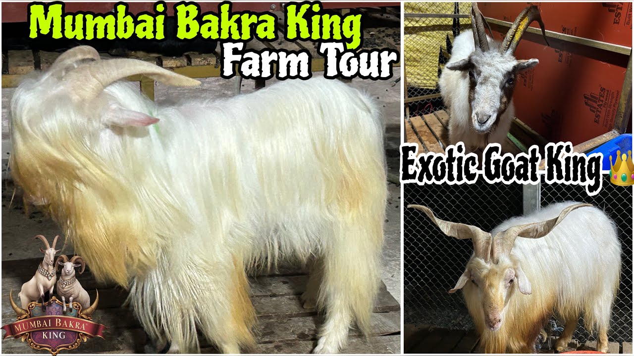 Mumbai Bakra King 🐐 | Exotic Goat King Farm Tour 👑 | Royal Breed Showcase 2025