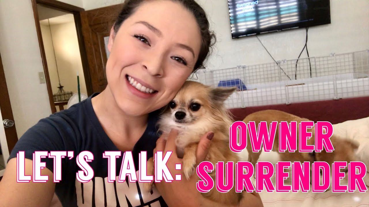 I Did A Thing... Meet My New Dog | Decorate With Me Vlog