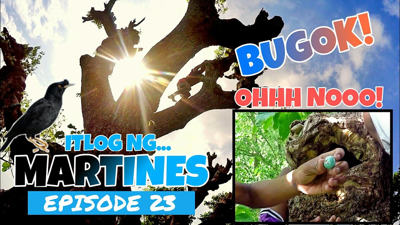 Ep. 23 NABUGOK NA MGA ITLOG NG MARTINES DAHIL SA ULAN | LAST HUNTING🐦