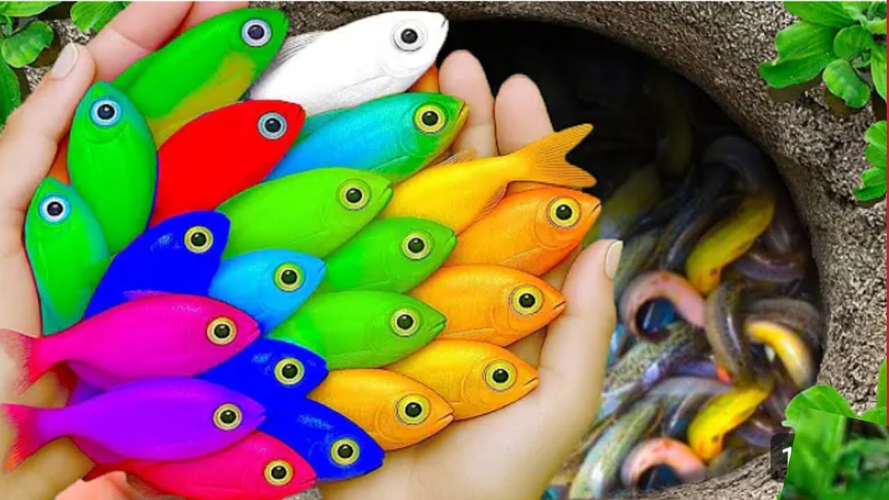 Catch beautiful aquarium fish in small pond baby turtles, eels, koi, angel fish,  nemo fish, tadpole