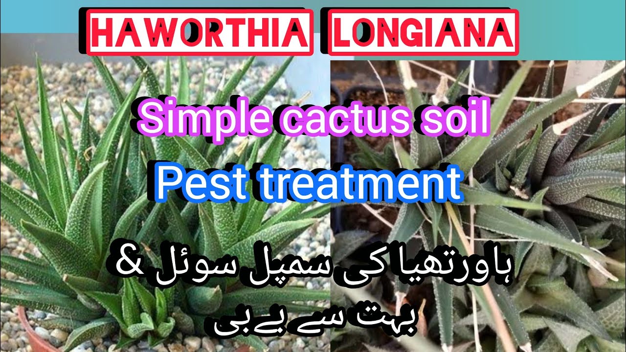 Haworthias longiana repotting and pest treatment/simple cactus soil mix//Grow green 445