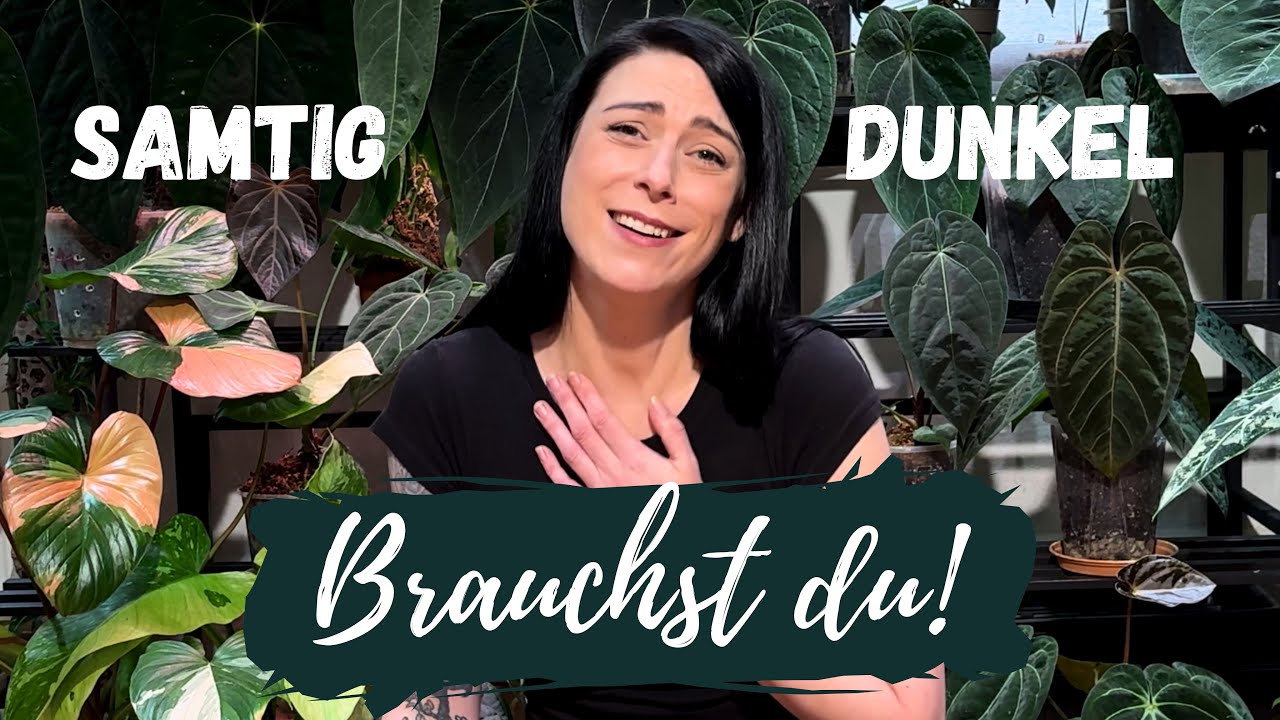 15 dunkle samtige Zimmerpflanzen die jeder braucht