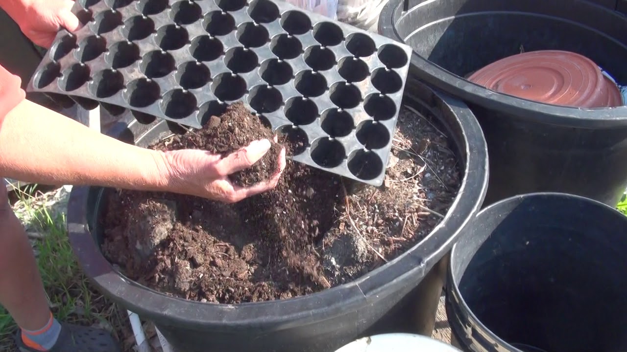 Cold Climate Permaculture ~ How to Grow Corn in 90 Frost Free Days