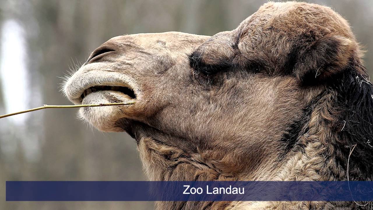 Landau in der Pfalz