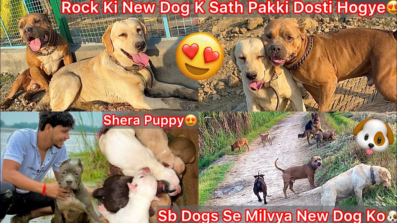 New Dog Ko Apne Sare Dogs Se Milvaya😍Rock K Sath Dosti Hogye🔥Shera K First Time Puppies Aye😍Newborn🐶
