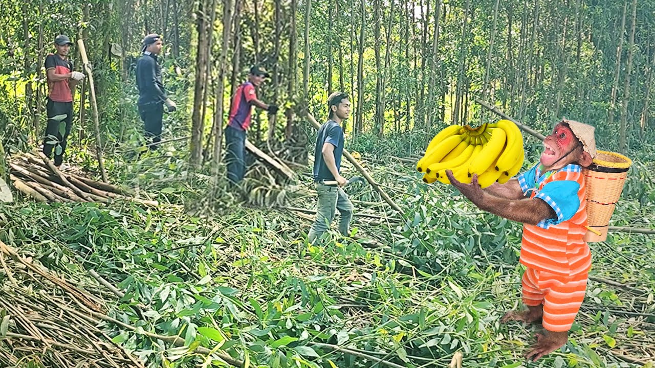 CEO Monkey Su harvests bananas so rich, take care village of workers