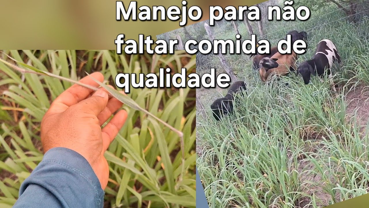 Ovelhas no Capim Pangolão. De volta ao pasto superior.