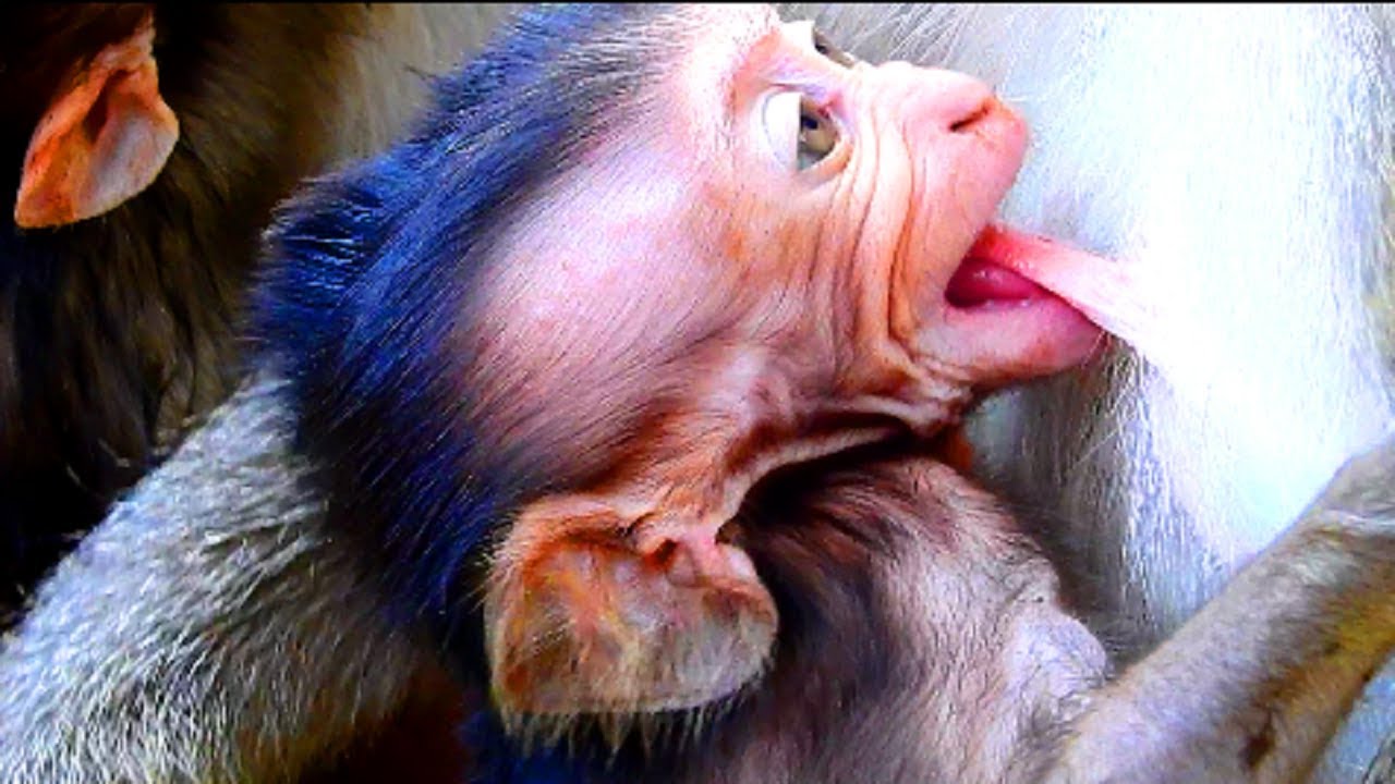 What is this new baby? Baby angry mum cos hungry | Mum feel not breast baby more #835