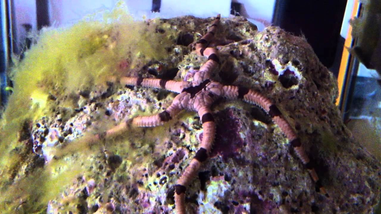 Reef R&eacute;cifal #09 Ophiure Superba
