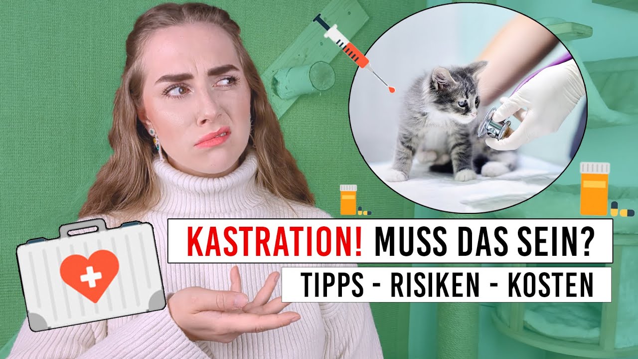 Kastration Katze / Komplikationen, Veränderungen, Kosten bei Kater & Katze / kastrieren / Amely Rose
