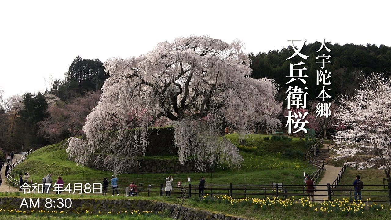 時を超え宇陀・又兵衛桜、樹齢300年の圧巻