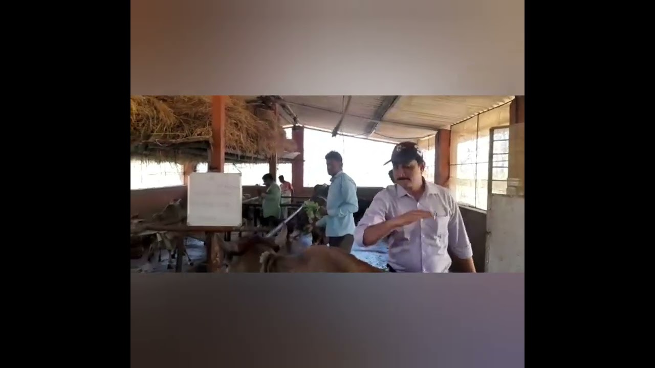 Guashala , a heaven on earth for cows .Watch my video like and share