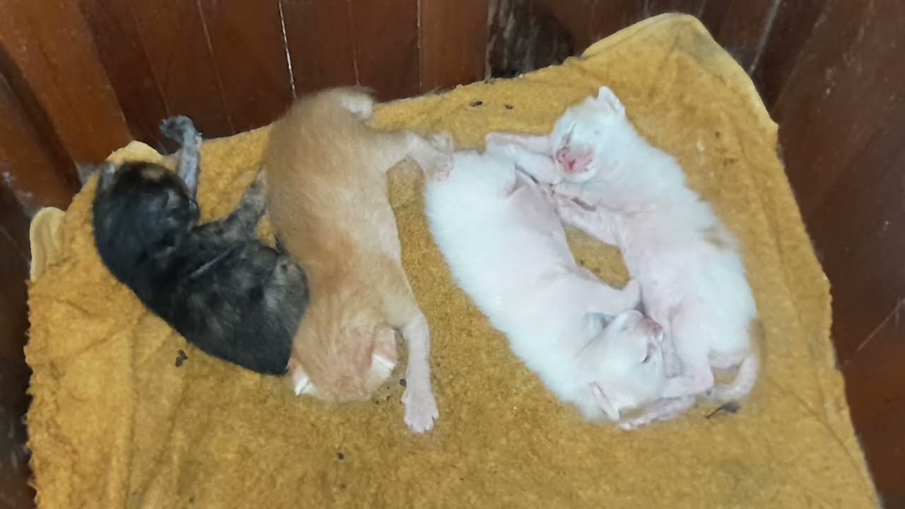 They are the most love the newborn baby kittens are sleeping together 