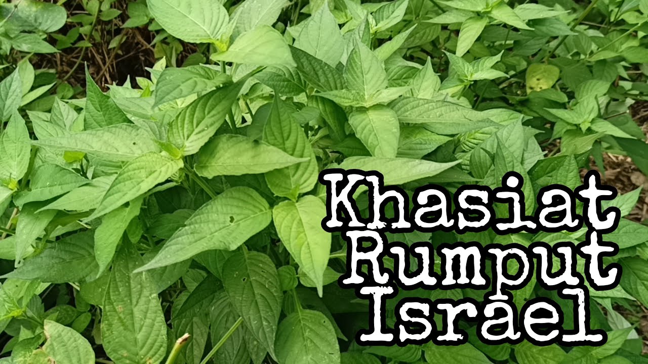 Rumput Israel | Rumput yang boleh dimakan dan khasiatnya