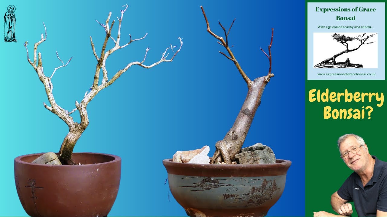 I love these for Bonsai! (Elderberry | Buddleia | Cherry and Linden).