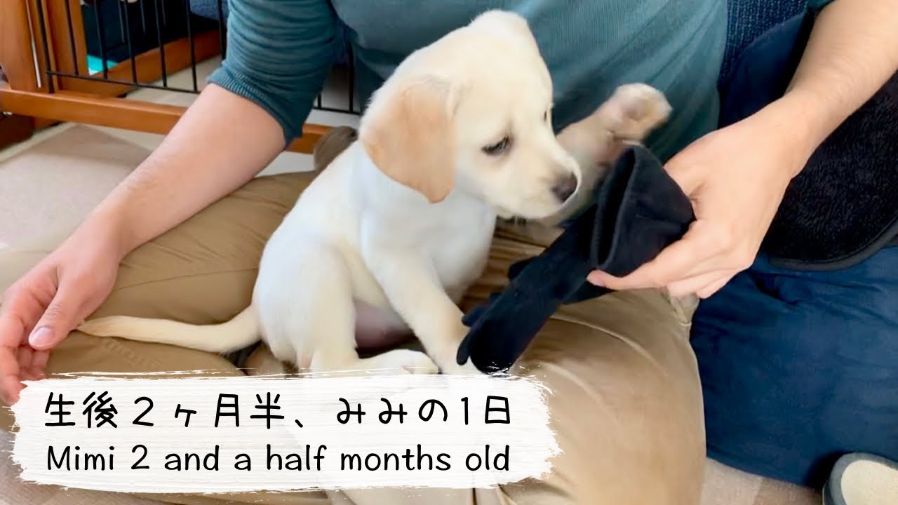 生後2ヶ月半、みみの1日【ラブラドール子犬】/Labrador Mimi 2 and a half months old #37