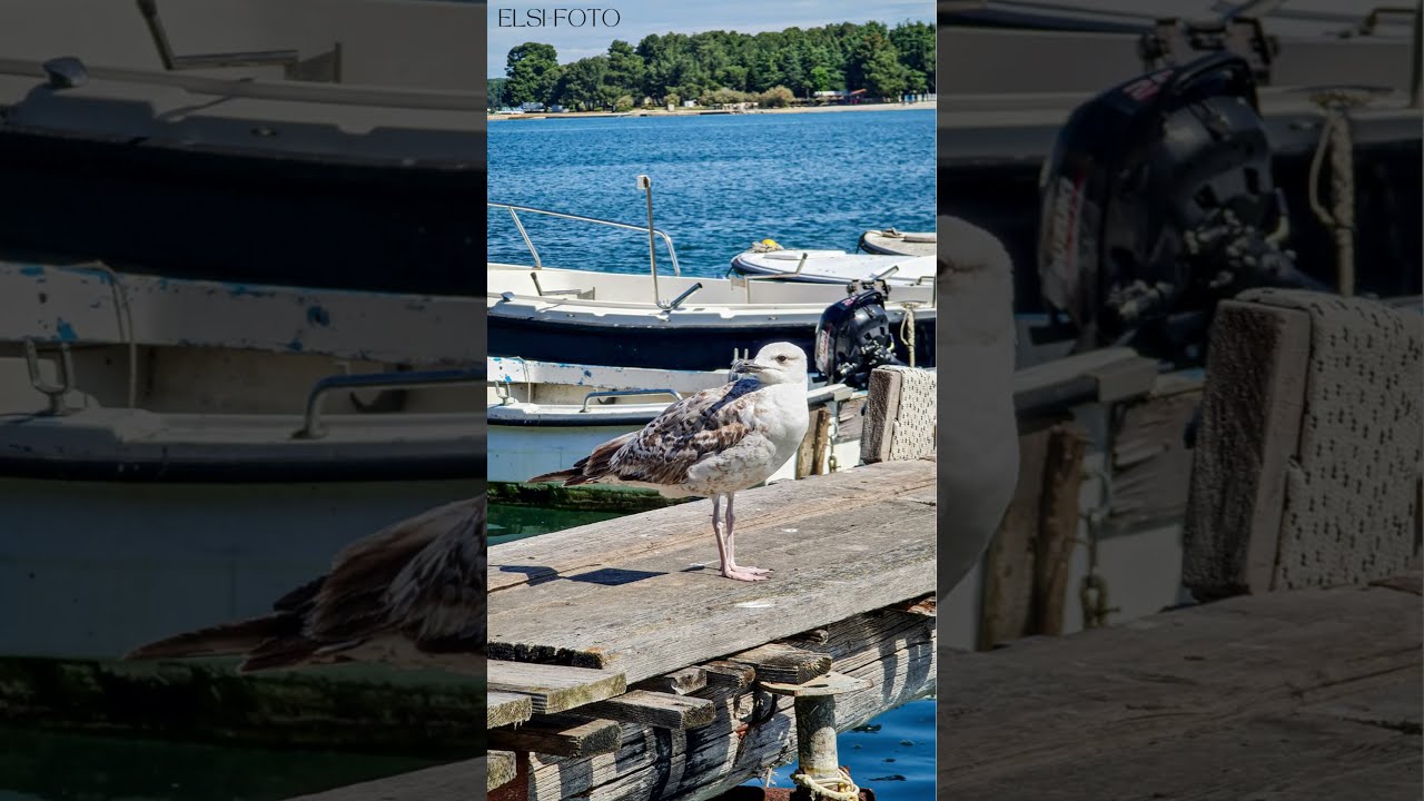 Welcome to Croatia - Kroatien - Elsi-Foto #shorts