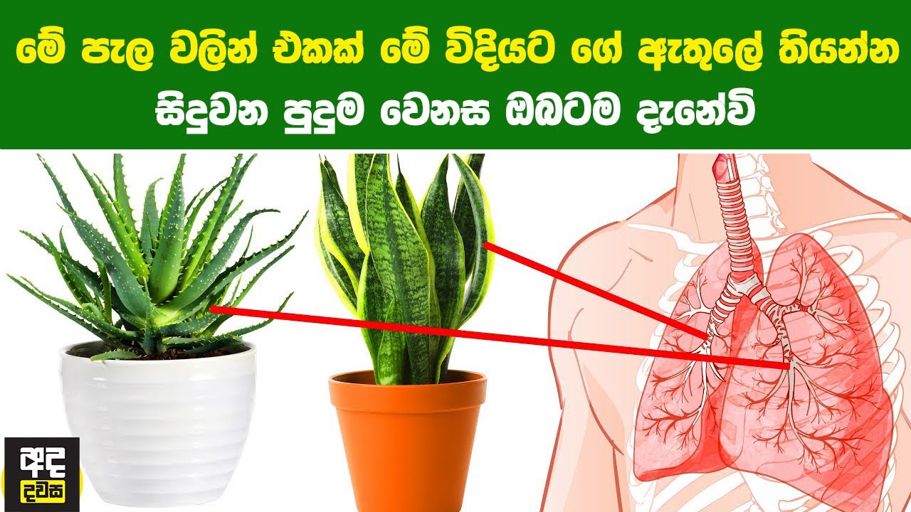 මේ පැල වලින් එකක් මේ විදියට ගේ ඇතුලේ තියන්න | ඔබ විශ්මයට පත්වේවි! | Best Plants for Your Health